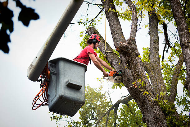 Emergency Storm Tree Removal in South Beach, FL